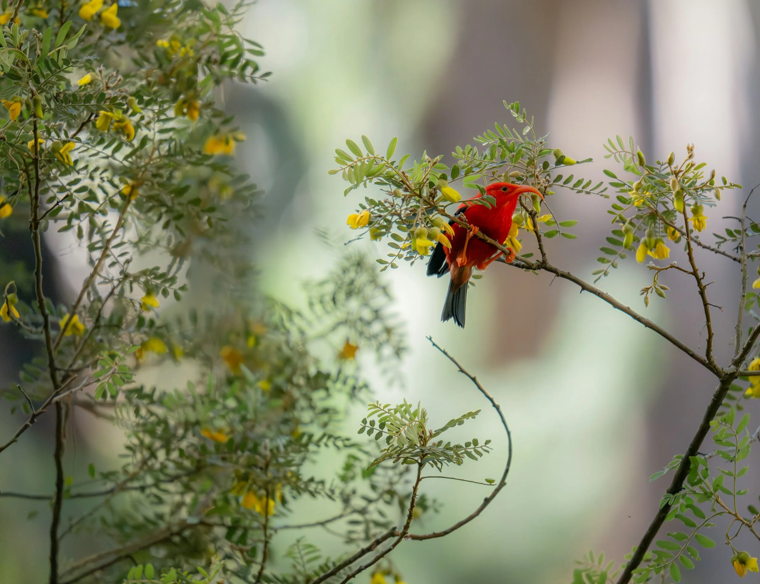 Find Your Wild Guest