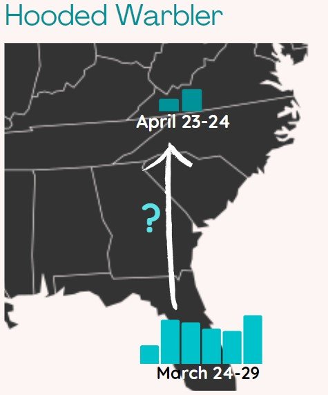 Hooded Warbler migration spring 2022.jpg