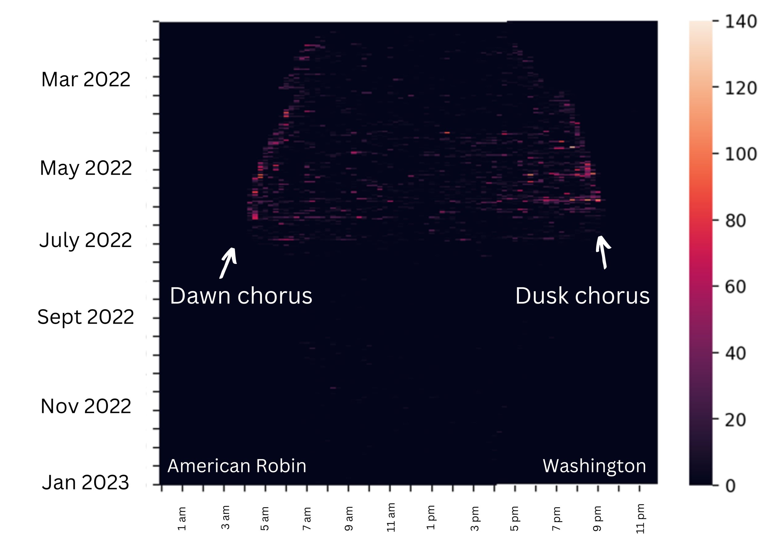 Carte thermique des vocalisations du merle d'Amérique de Washington Haikubox