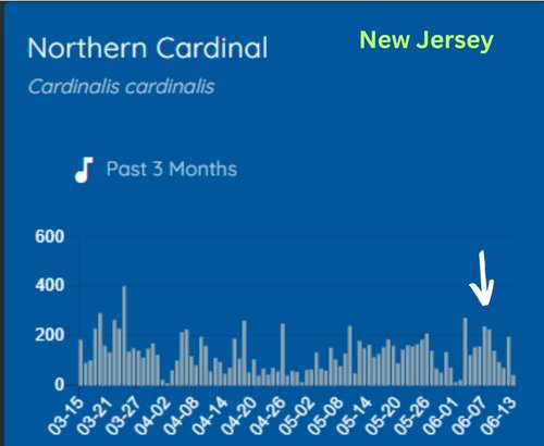 NJ Cardinal  June 2023 crop.jpg