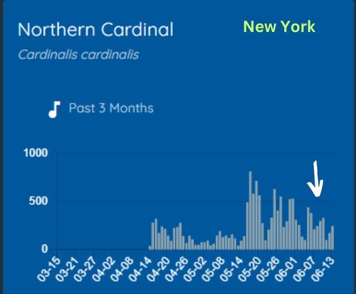 NY Cardinal  June 2023 crop.jpg