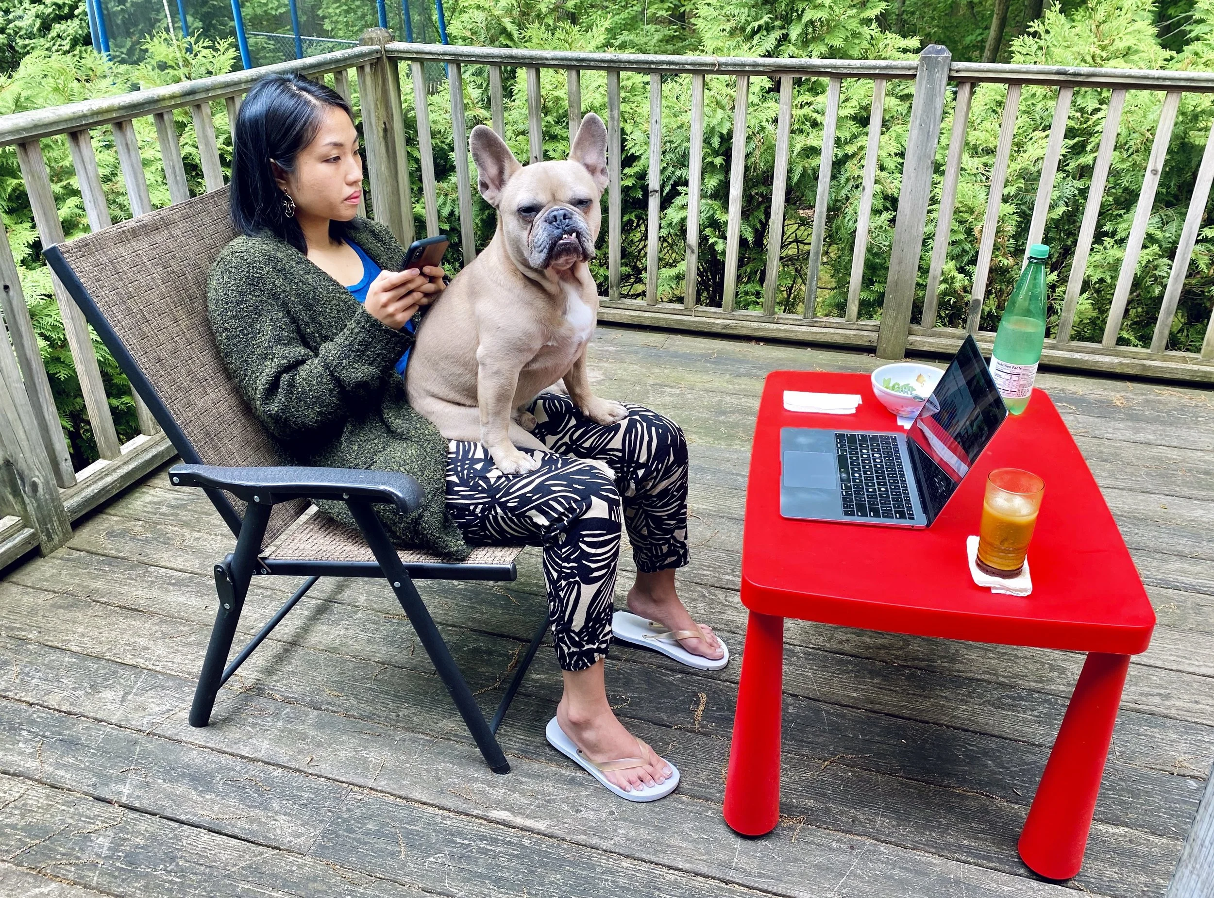 Hercules the French Bulldog sitting on my lap, honoring his memory after pet loss