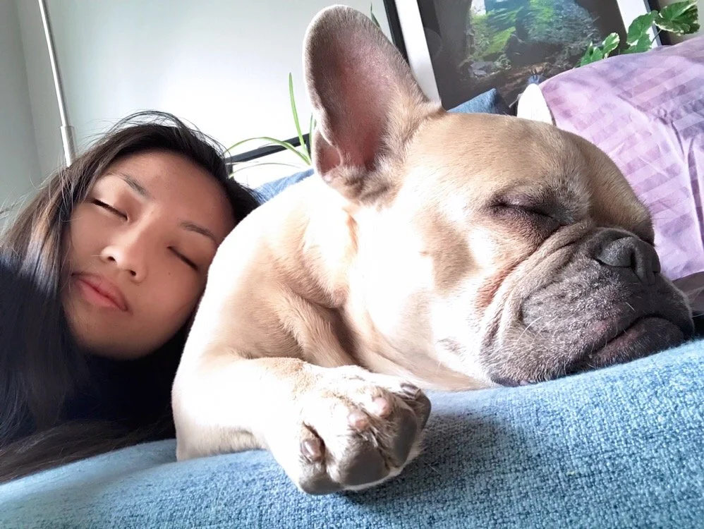 Remembering the happy moments after losing our french bulldog