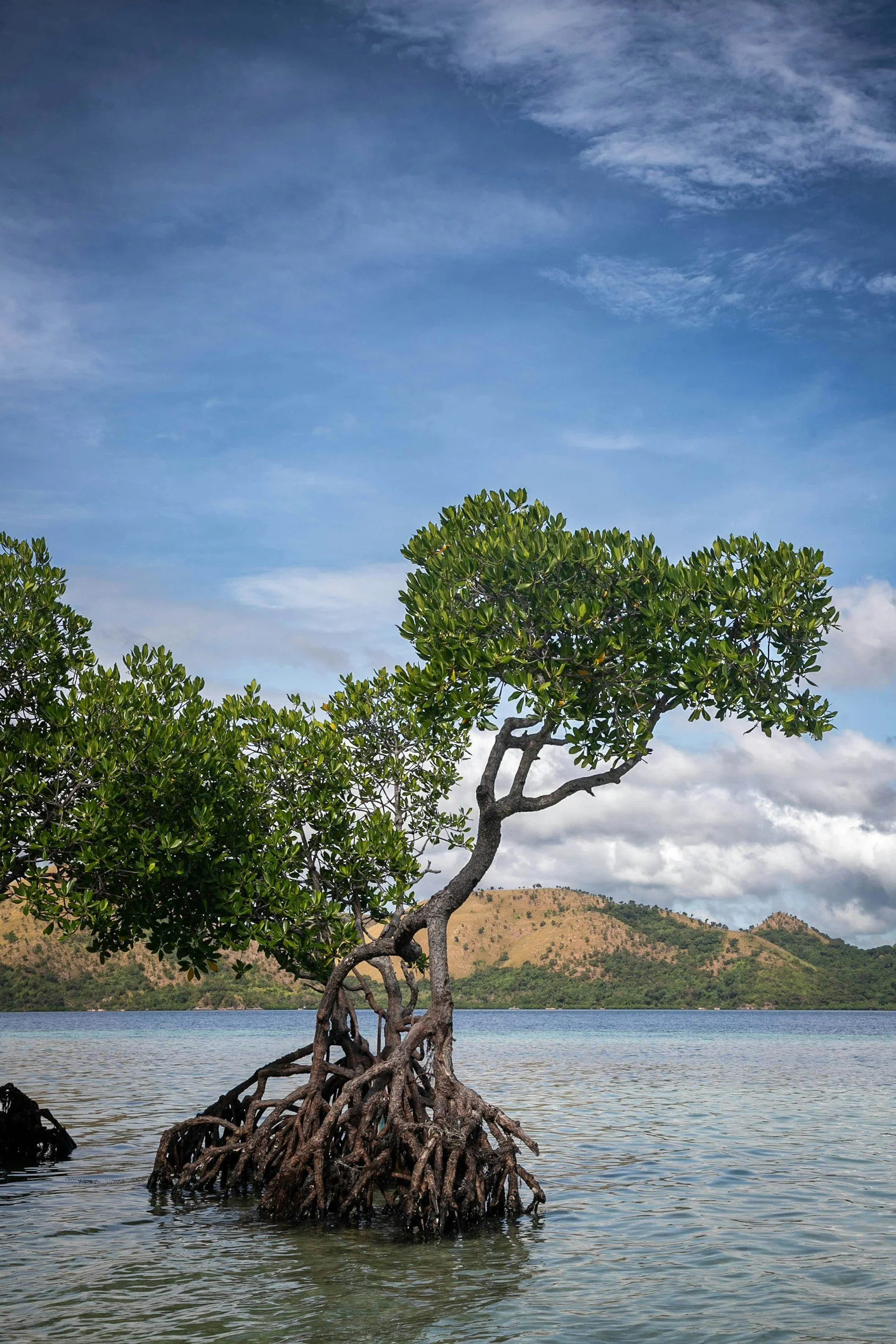 mangrove