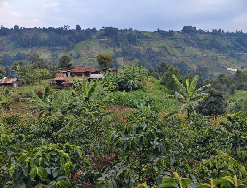 100 trees, Kenya