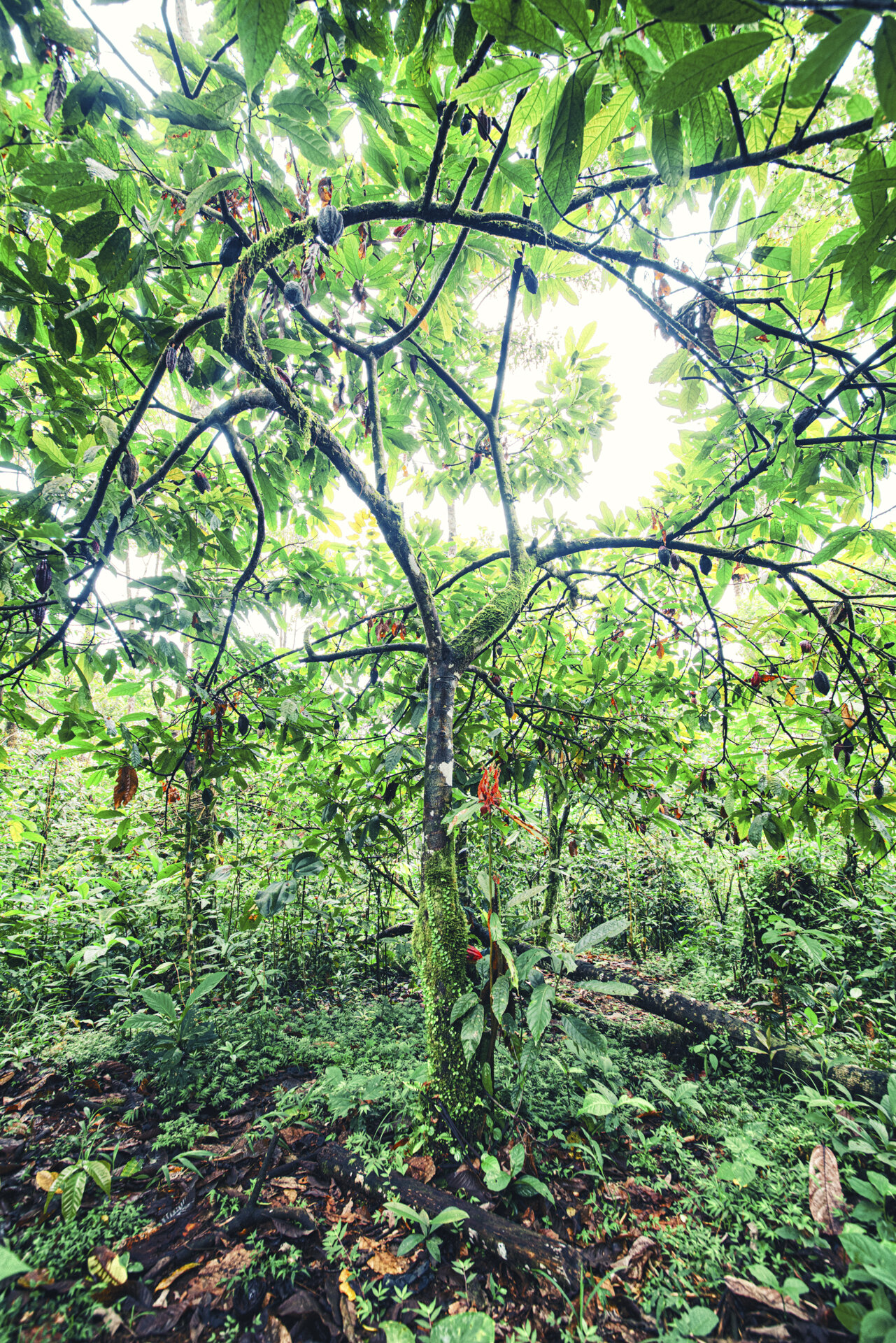 Best Cacao in the World - Ecuador - Pacari - Santa Rita - June 2019 © Genaro Bardy-7.jpg