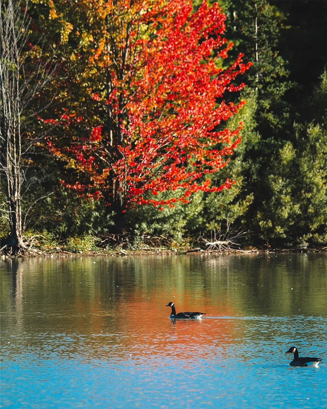 Caught these Canadian geese in flight as they were setting up for their V-formation flight. They can fly at roughly 65-95km/hr. Pretty cool! 
📷: @omsystem.cameras OM-3 + 40-150mm f4