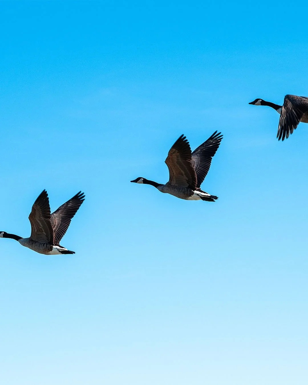 Watch them flap their wings 
📷: OM3 + 40-150mm f4 Pro
Yes this is a MFT camera but it comes in clutch for wildlife photography. With a MFT lens you get a 2x 35mm equivalent field of view. 
So for example with this lens I get a 35mm equivalent of 90-