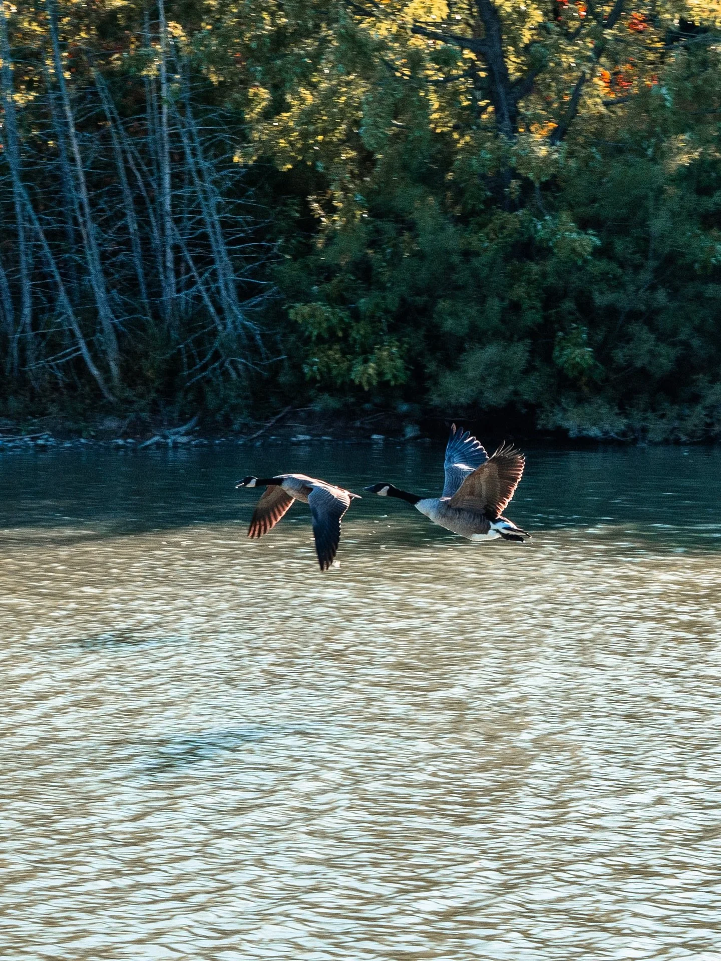 Watch them fly! 🍃
Also ever wondered why they fly in a V-shape? 👇

1) Energy conservation 
Each bird flies slightly above the birs in front of them which reduces wind resistance. They take turns being at the front and switch to the back when they g