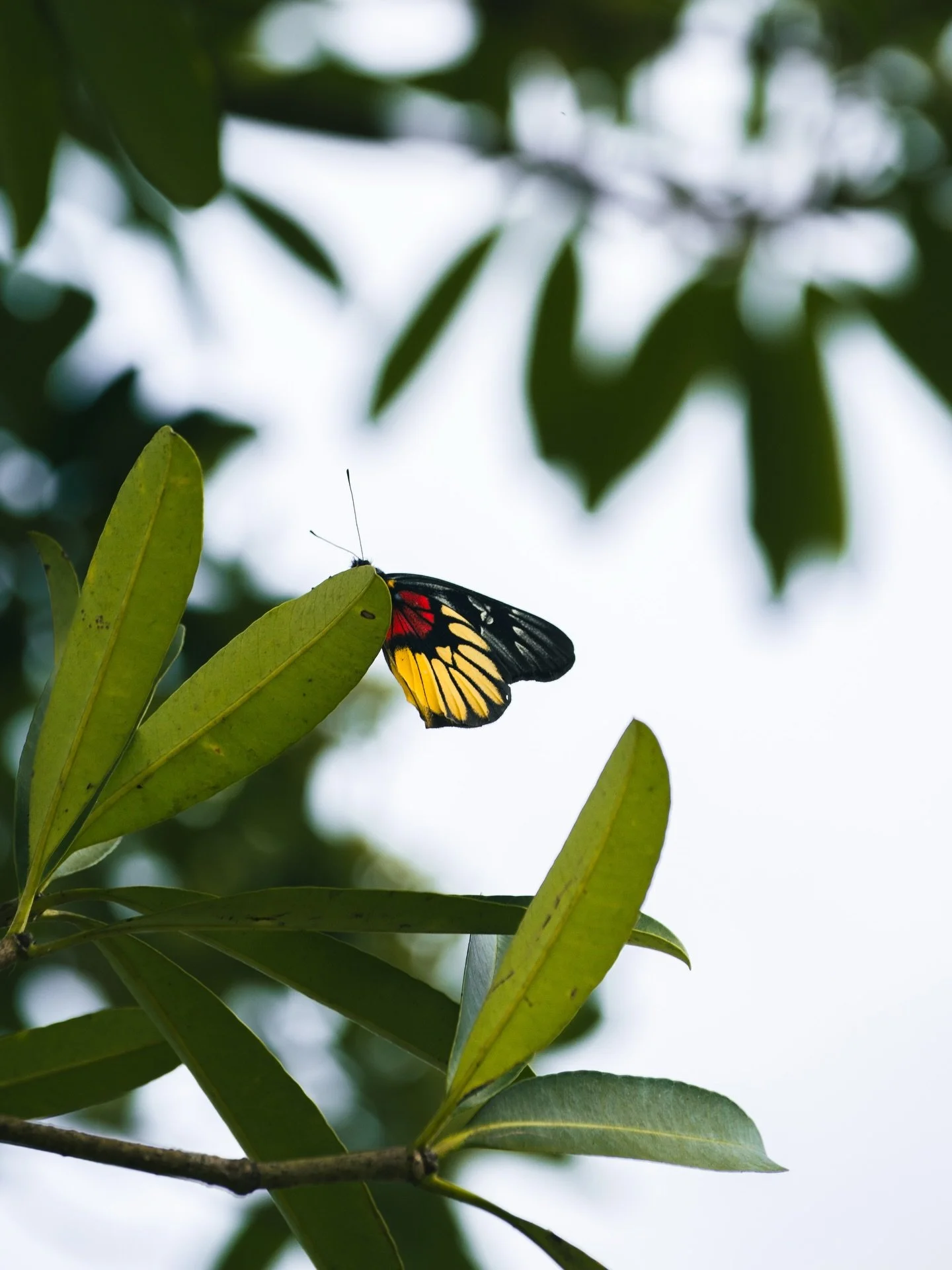 A collection of macro photos during a rainforest hike in Cuc Phuong, Vietnam's oldest national park. It's also where I became a leech's lunch. (⚠️Swipe to last slide at your own risk: leech with a belly full of my blood)