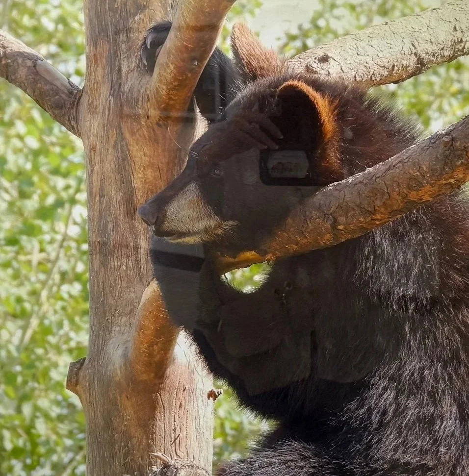 Angela Murray’s photograph ‘Psst - Look Up Here’, on display in the Suncoast Camera Club’s - ‘Picture This’ Annual Member show at the Herrig Center for the Arts. She won an Honorable Mention on ‘Psst- Look Up Here’. 