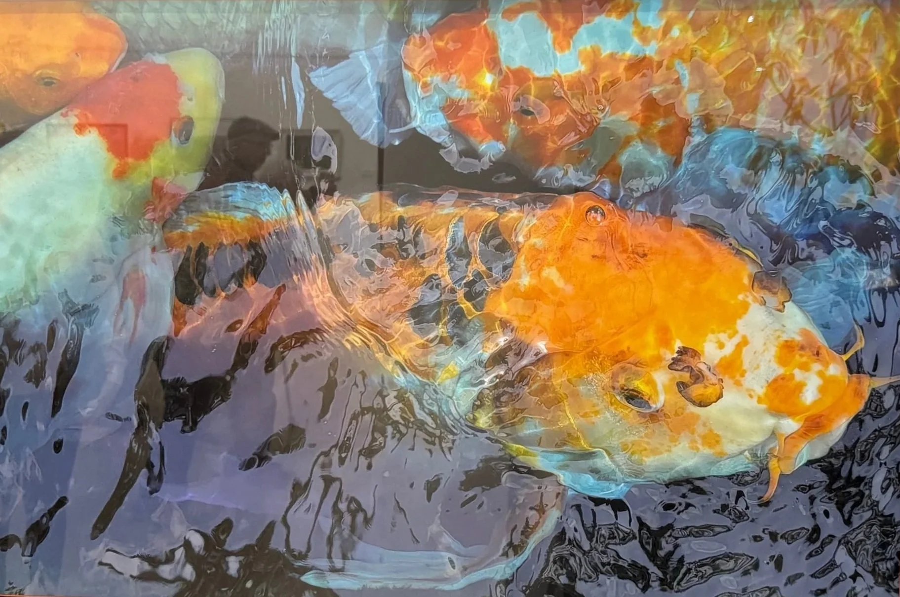 Angela Murray’s photograph ‘Serenity in Scales’ on display in the Suncoast Camera Club’s - ‘Picture This’ Annual Member show at the Herrig Center for the Arts.  She won Merit Award (4th) on this piece.