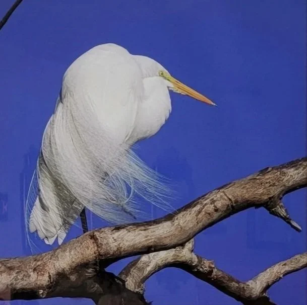 Angela’ Murray's photograph ‘Snowy Heart’ on display in the Suncoast Camera Club’s - ‘Picture This’ Annual Member show at the Herrig Center for the Arts.