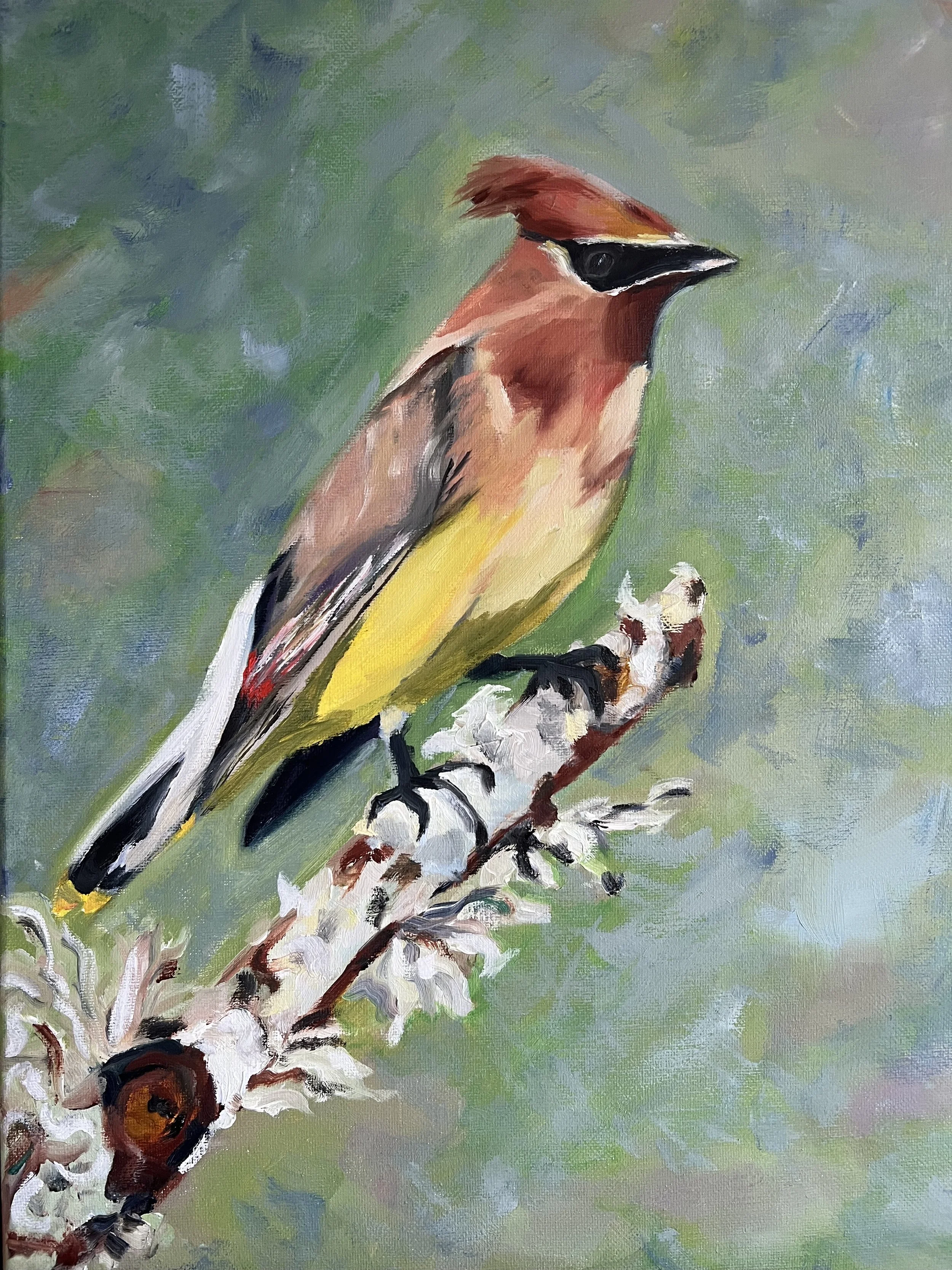 cedar waxwing.jpeg