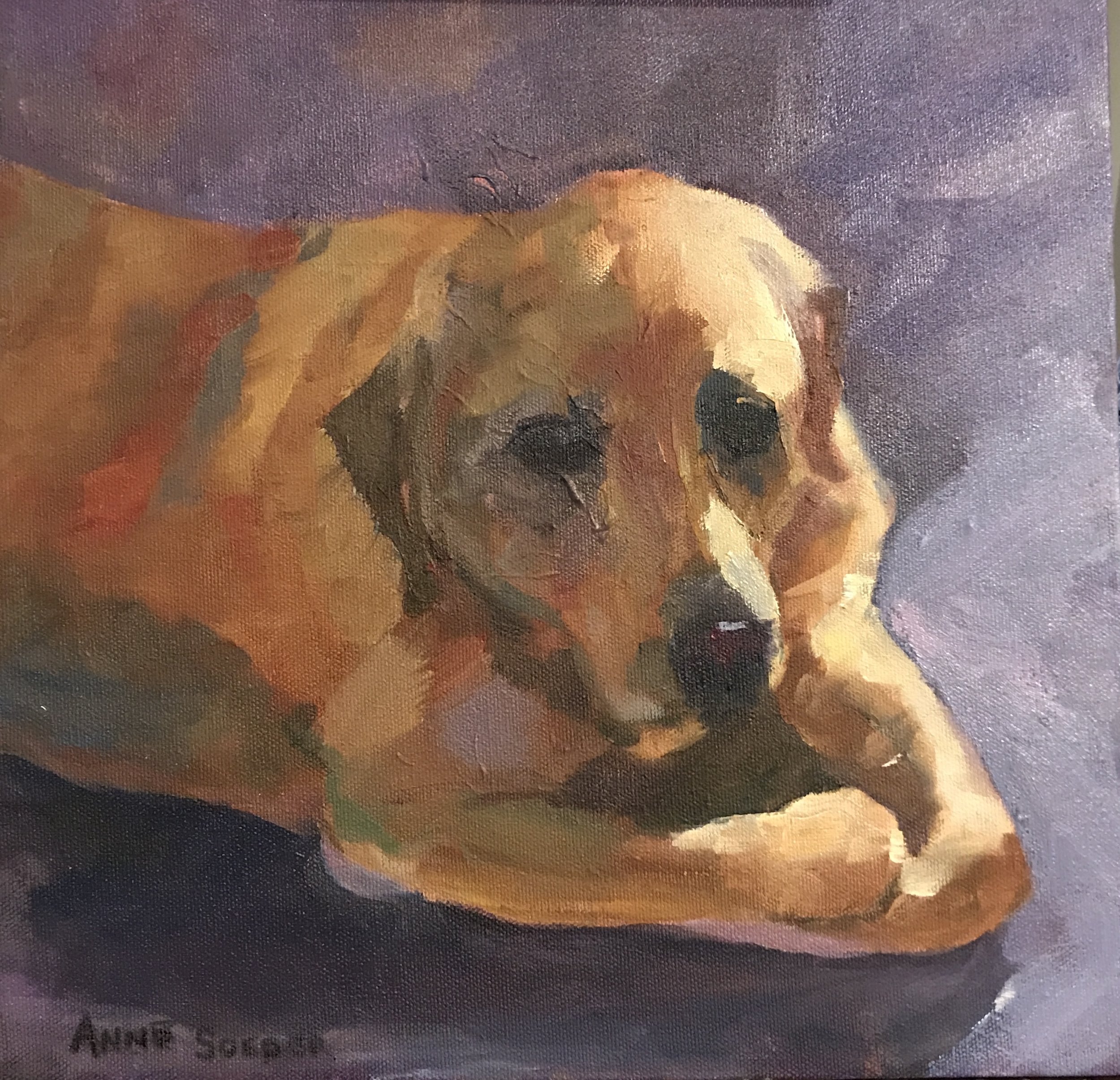 Pet Portrait - Daisy.jpg