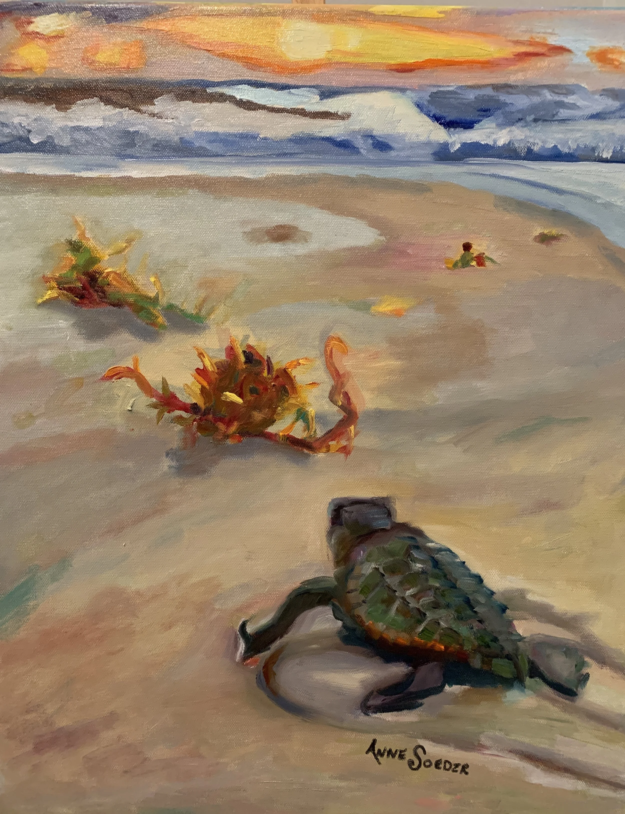 Turtle.jpg