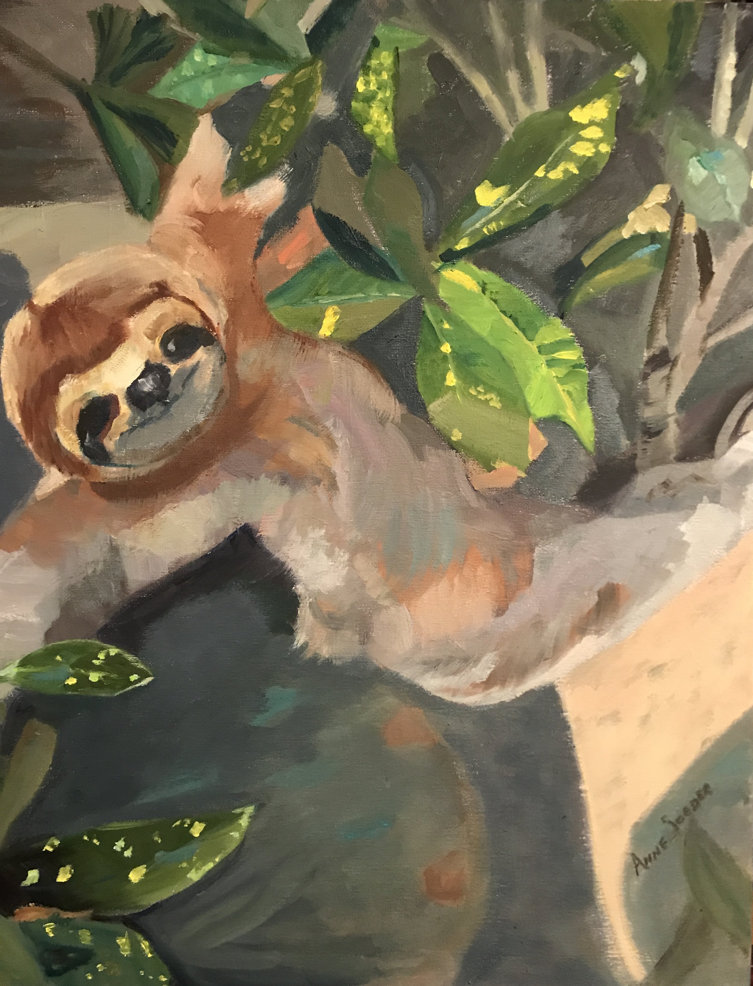 sloth.jpg