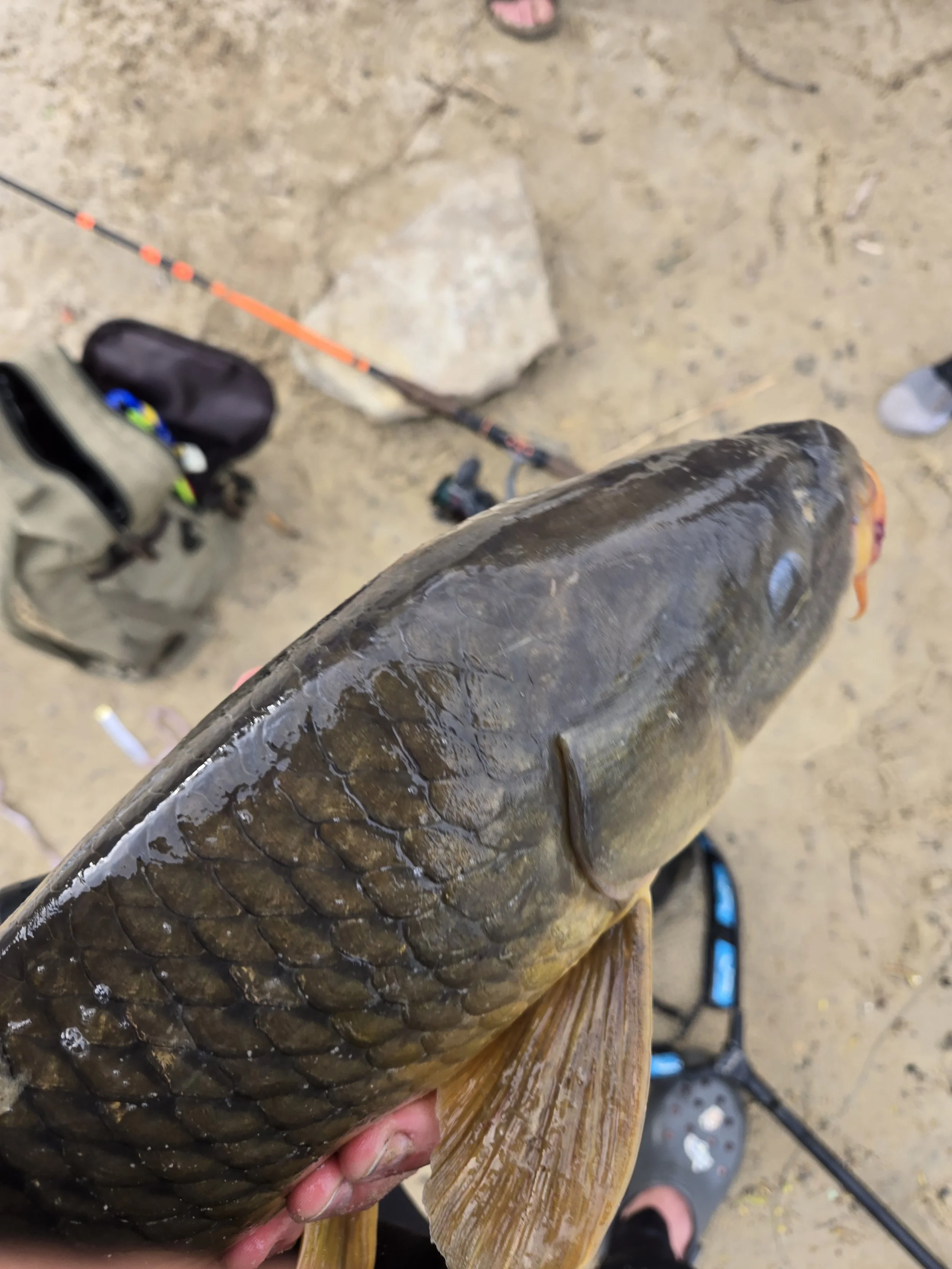 Mississippi Common Carp