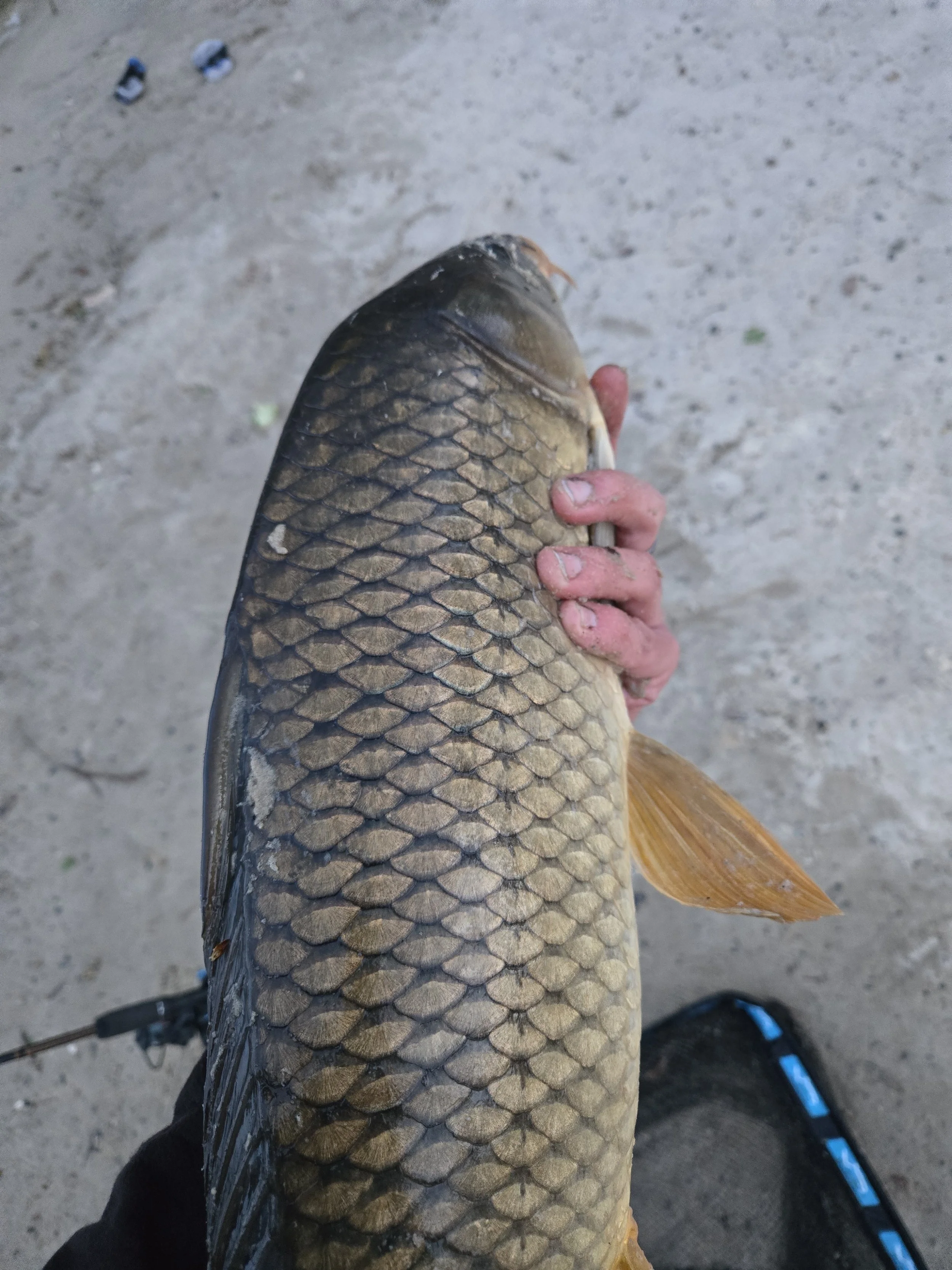 Mississippi Common Carp