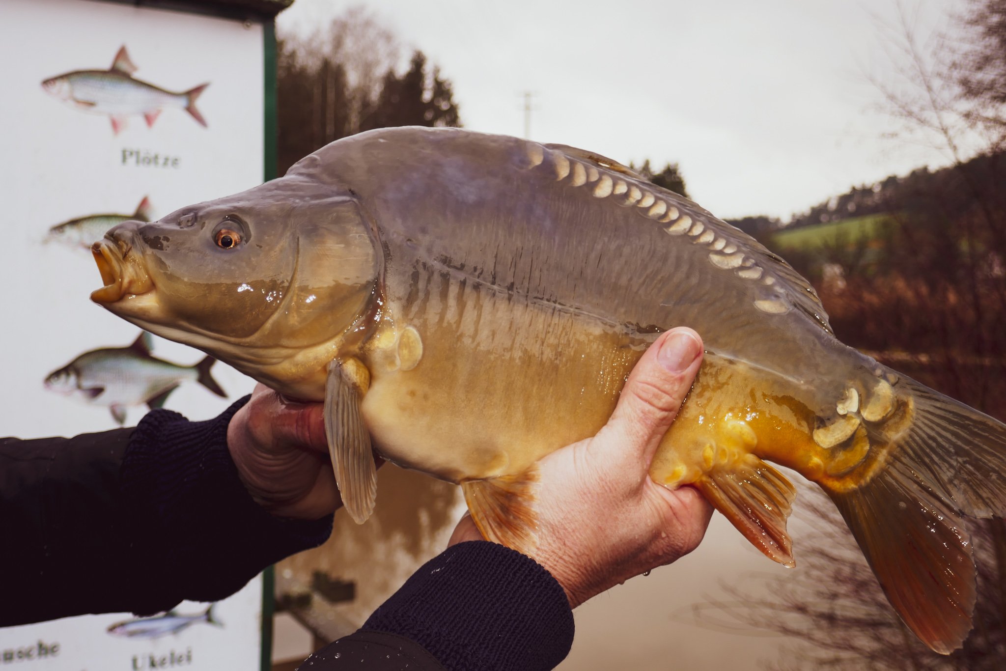Satzfisch-Verkauf 2026