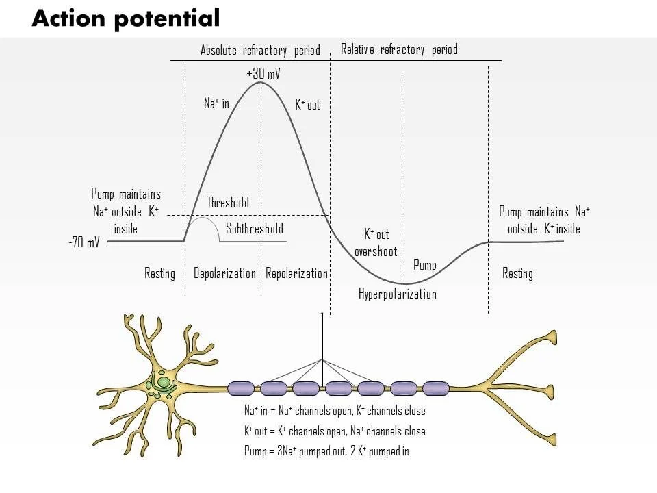 Neuronal Action Potential