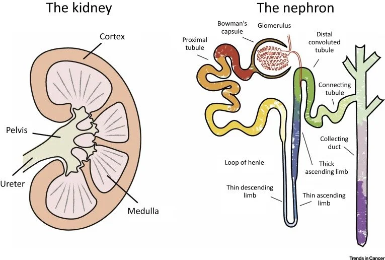 The Nephron