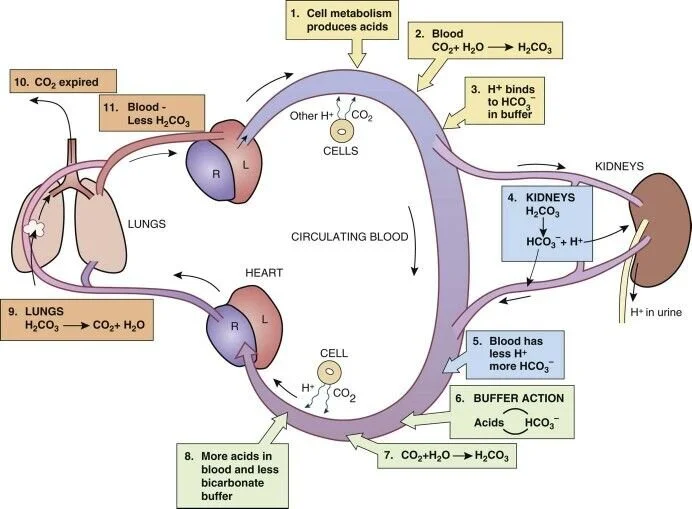 Acid-Base Regulation