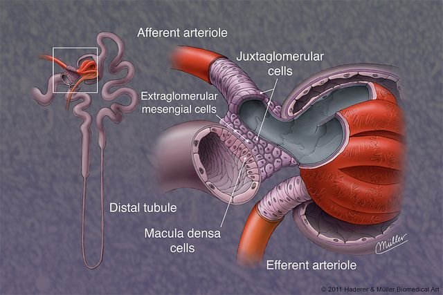 Dual Juxtaglomerular Feedback Mechanism