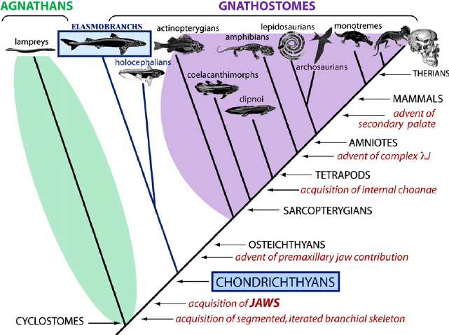 Classes of  Vertebrates