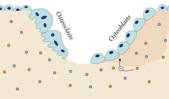 Skeletal Tissue Types