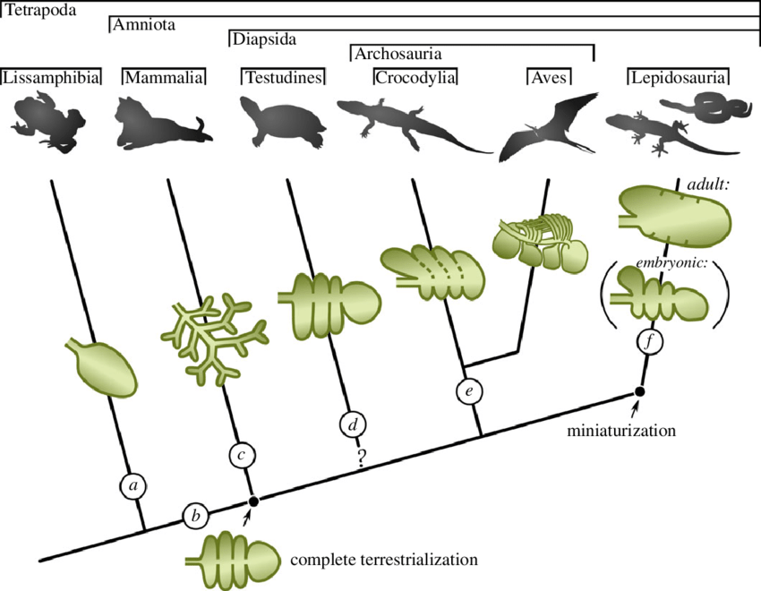 Lung  Evolution