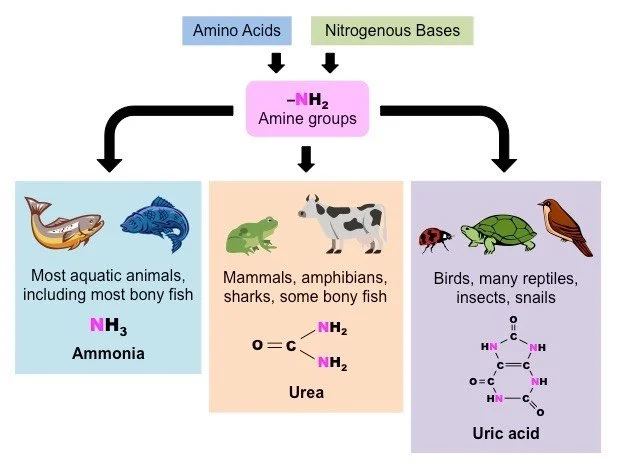 Excretory Water Loss