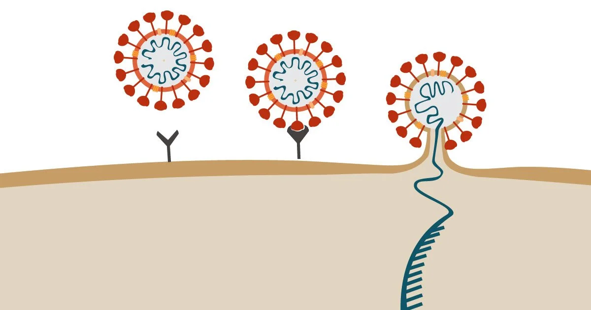 Attachment and Entry