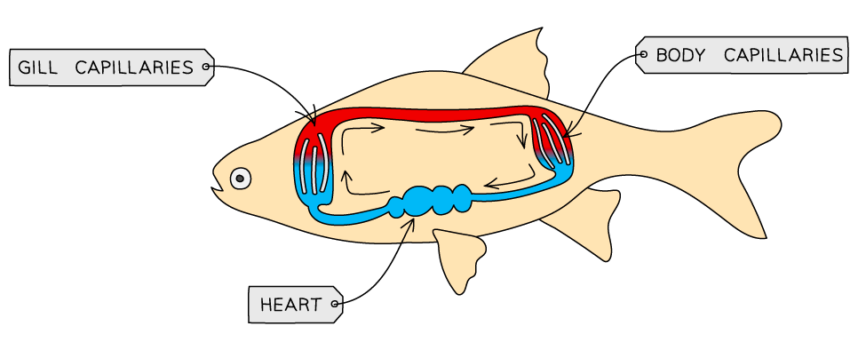 Circulatory System Of Fish Youtube Vrogue co circulatory-system-of-fish-youtube-vrogue-co