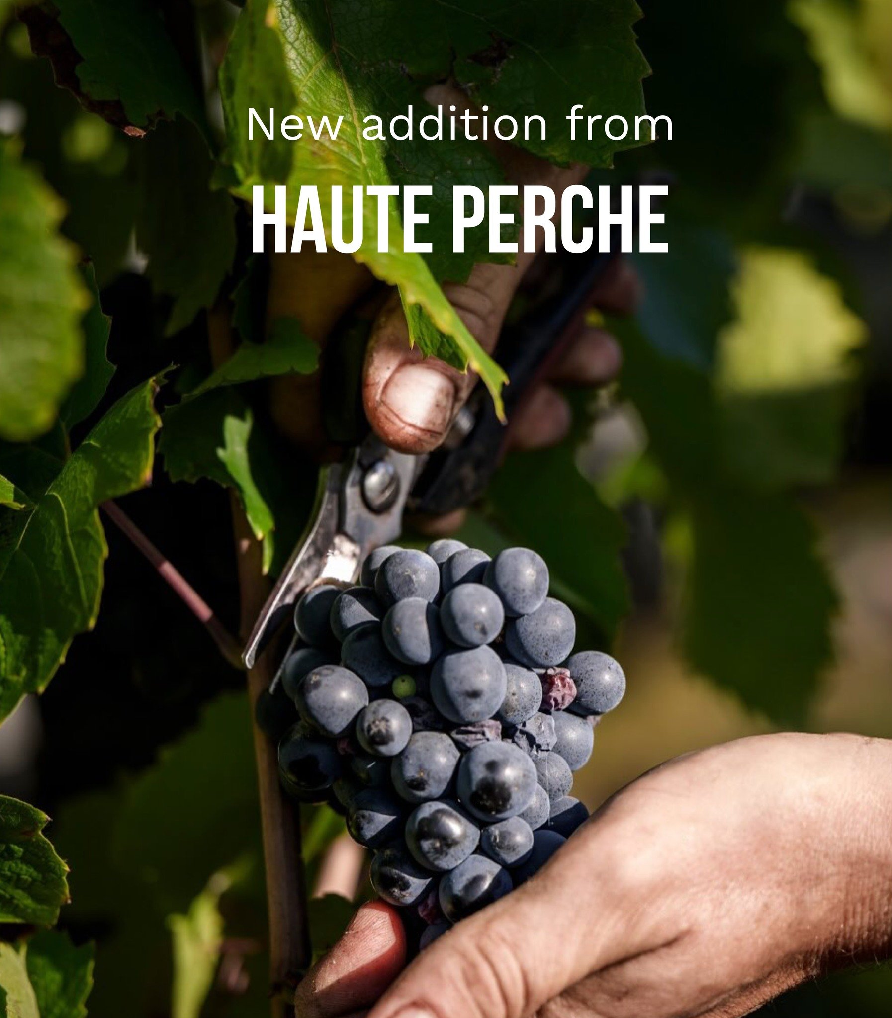 New addition from Haute Perche! 
Try this 100% Cabernet Franc from the Loire Valley. It is bursting with vibrant fruits and juicy freshness!

#NewWineAlert #loirevalleywines🍷 #cabernetfranclovers #frenchwine ##FallWinter2025 #wineinnyc