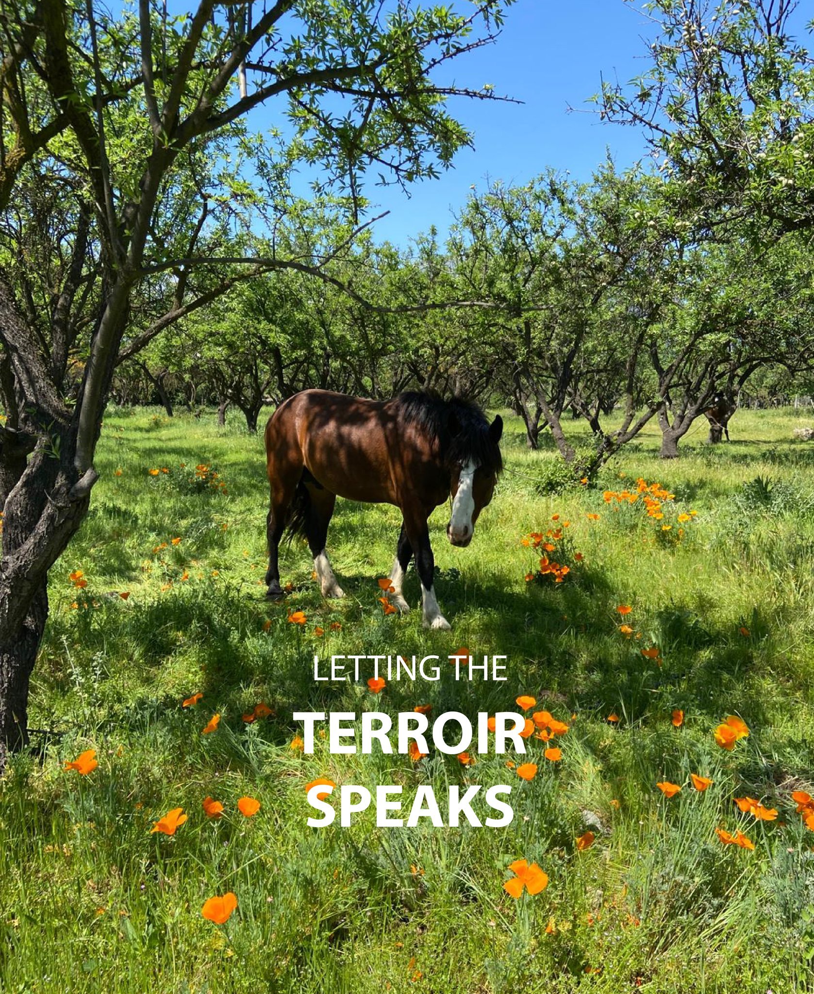 From the heart of Maipo Valley, Antiyal crafts estate-grown wines with minimal intervention &mdash; letting terroir speaks.
Their biodynamic reds celebrate purity, balance, and the soulful expression of Chile&rsquo;s lands.
 
Kuyen 2020. Kuyen, meani