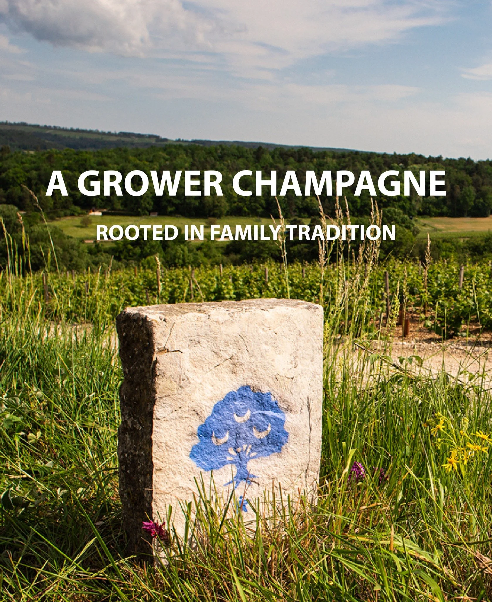 Champagne Taisne Riocour &ndash; A grower Champagne rooted in family tradition, crafted with precision, and built for gastronomy.

Grande Reserve NV - A balanced blend dominated by Pinot Noir, this is the house signature: creamy mousse, ripe orchard 