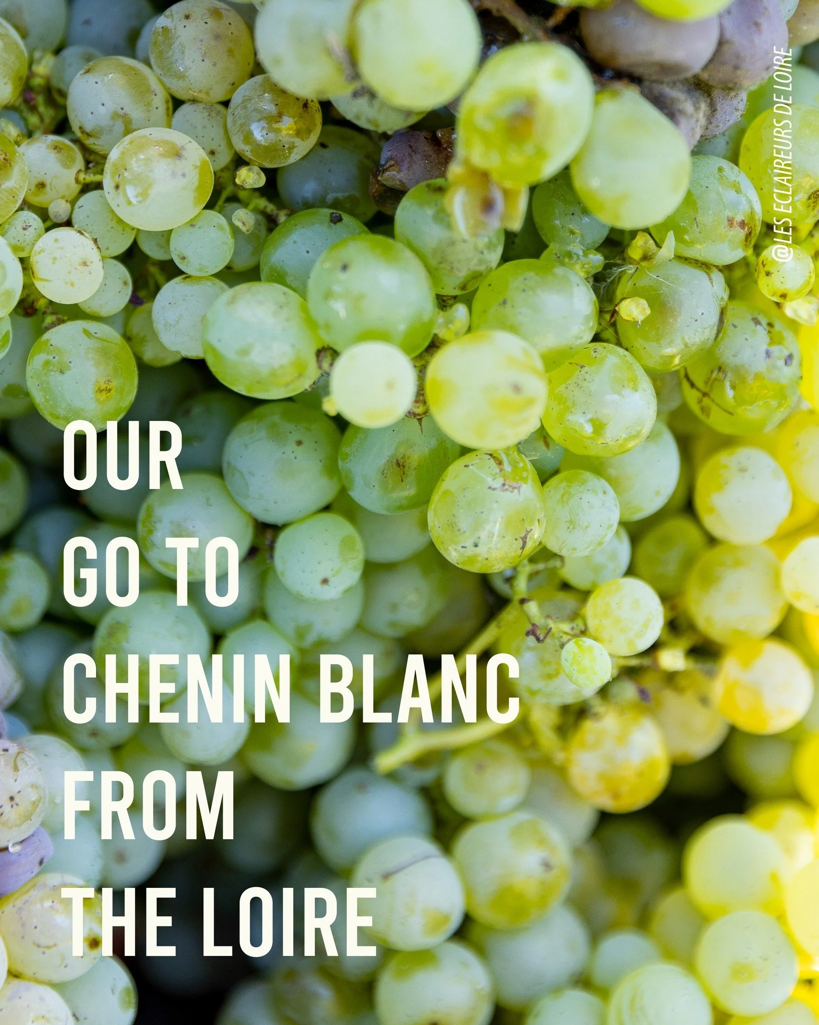 Our go to Chenin blanc from the Loire:

Haute Perche Anjou blanc :
&ndash; A Chenin blanc with tension, energy, and precision.

Les Eclaireurs de Loire Harmonie Chenin blanc VDF : 
- A pure, vibrant, and fruit-driven Chenin.
 
#cheninblanc #loirevall