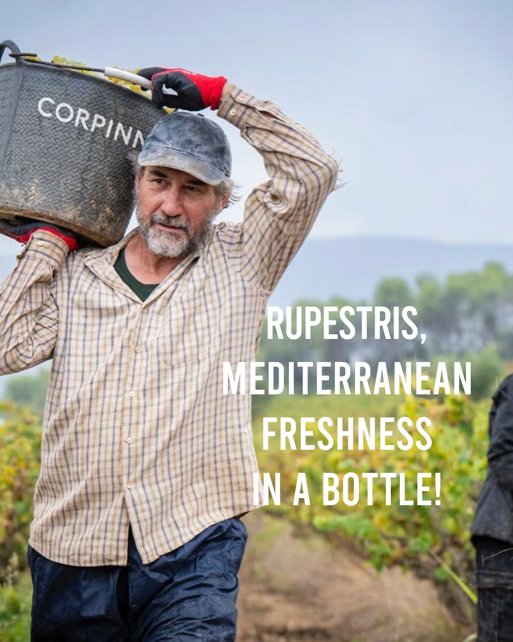 Rupestris, Mediterranean freshness in a bottle!

A blend centered around old-vine Xarel&middot;lo and Malvasia de Sitges, grown on limestone soils surrounded by Mediterranean forest.

Bright citrus, white flowers, saline minerality, and incredible dr