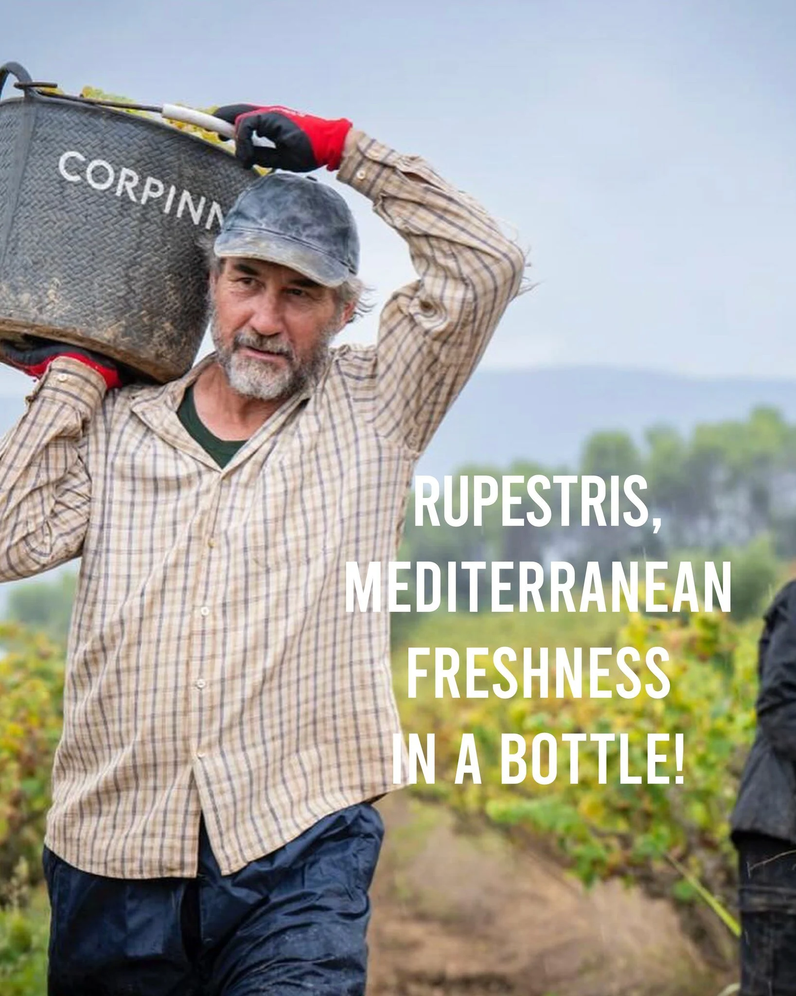 Rupestris, Mediterranean freshness in a bottle!

A blend centered around old-vine Xarel&middot;lo and Malvasia de Sitges, grown on limestone soils surrounded by Mediterranean forest.

Bright citrus, white flowers, saline minerality, and incredible dr