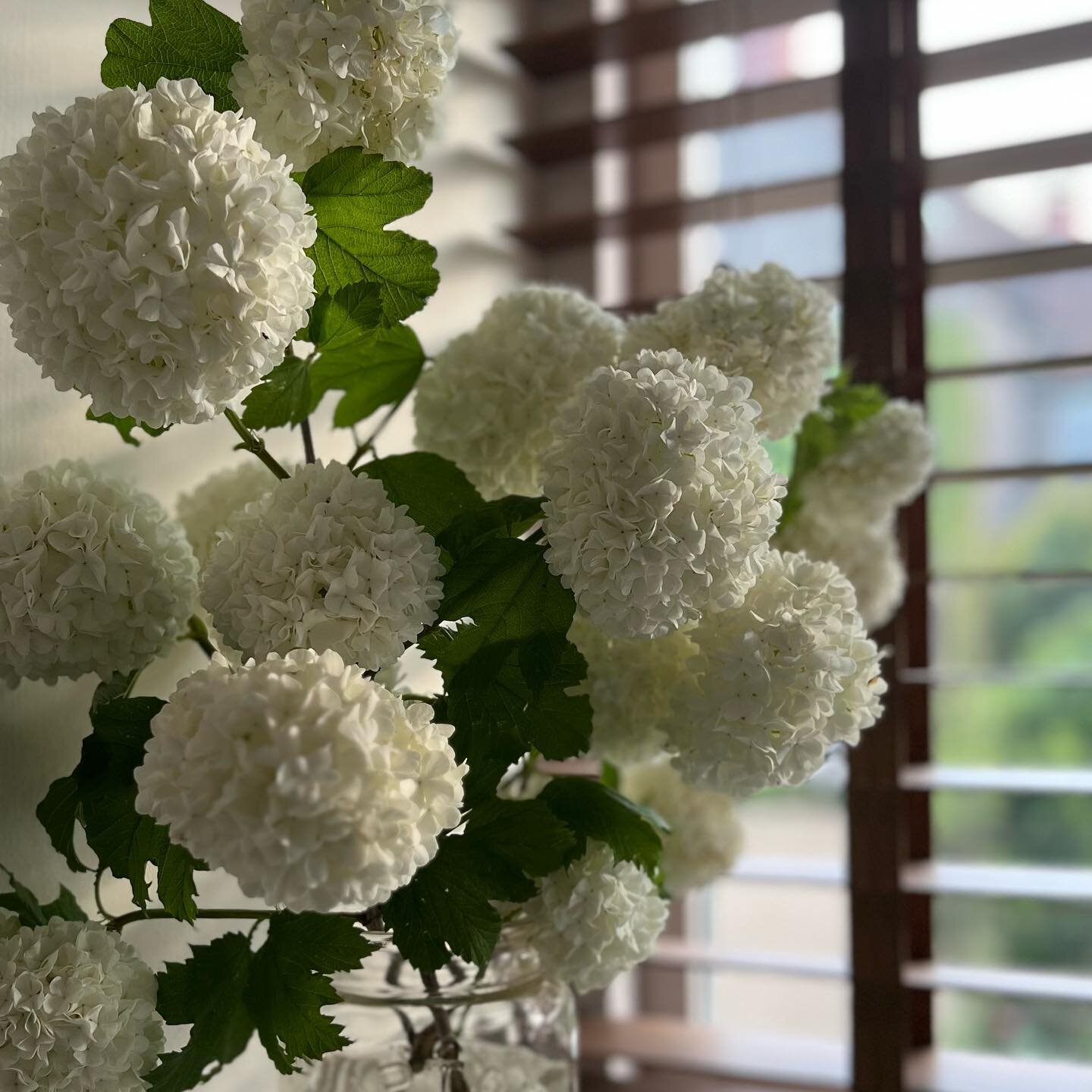 ❤️ Current fav

#guelderrose #vibernum #flowers #whiteandgreen #florist #britishflowers #homegrown