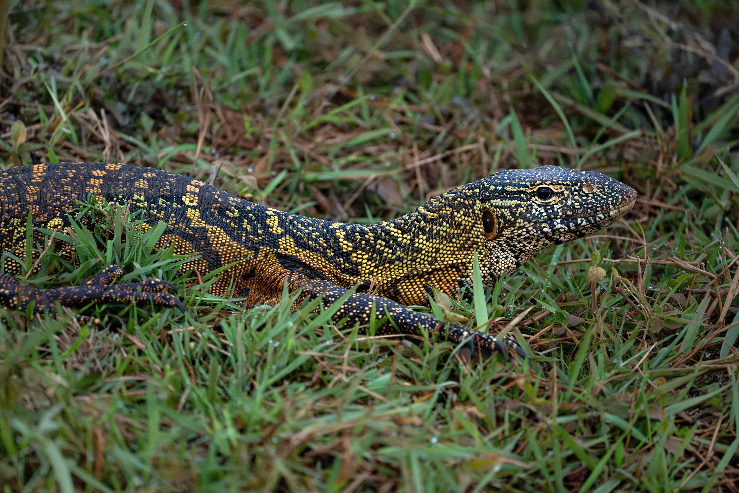 Nile Monitor, Rwanda