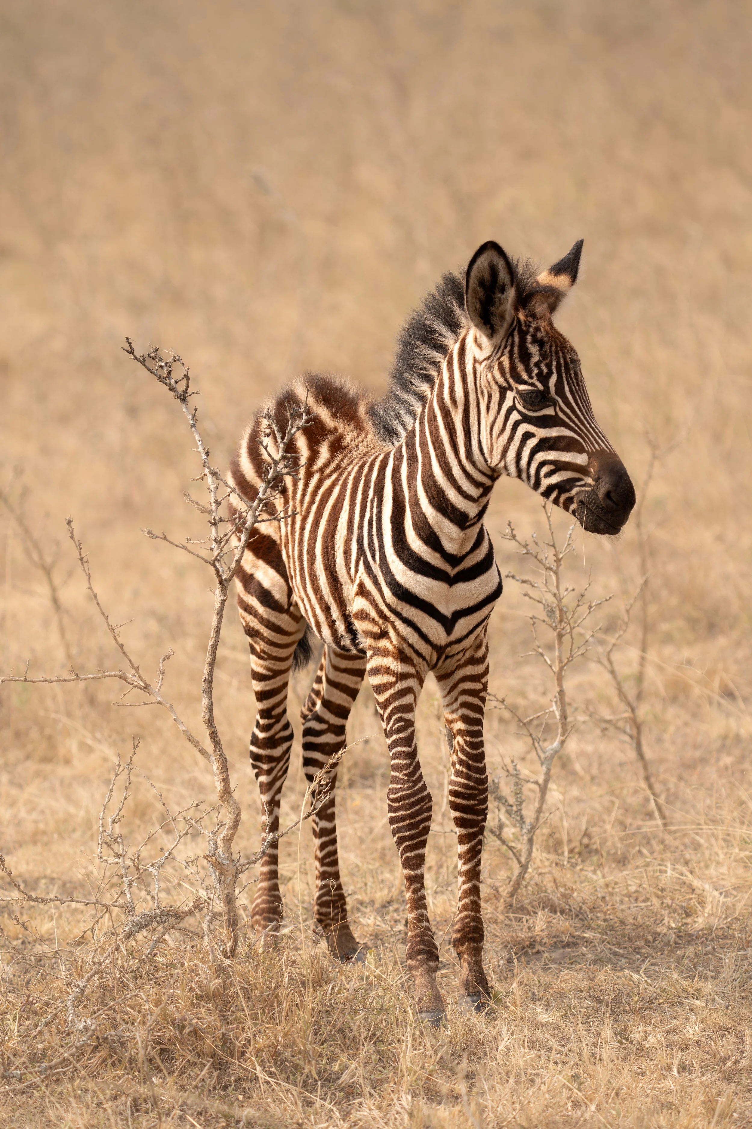 Baby zebra, Rwanda