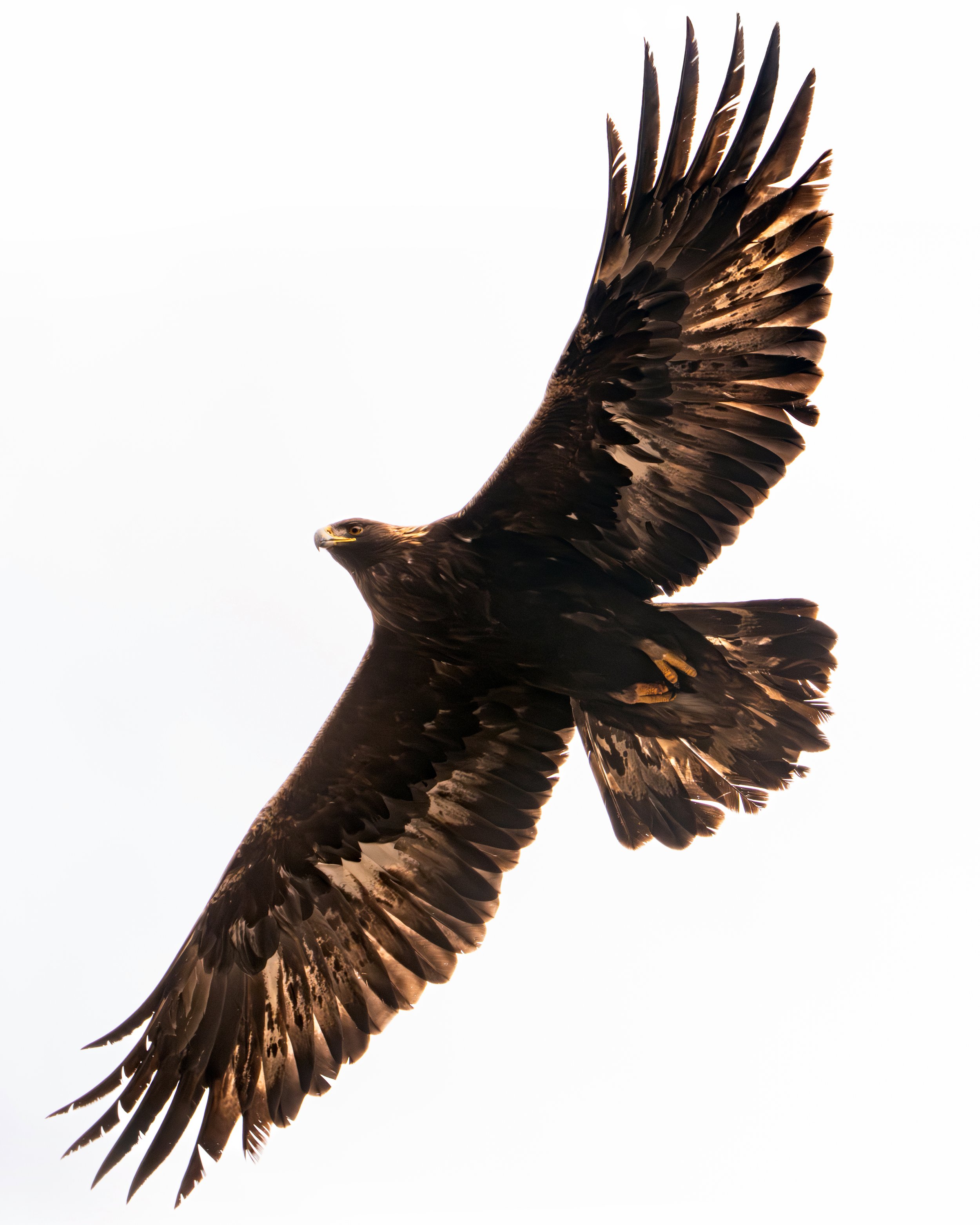 Golden Eagle, British Columbia
