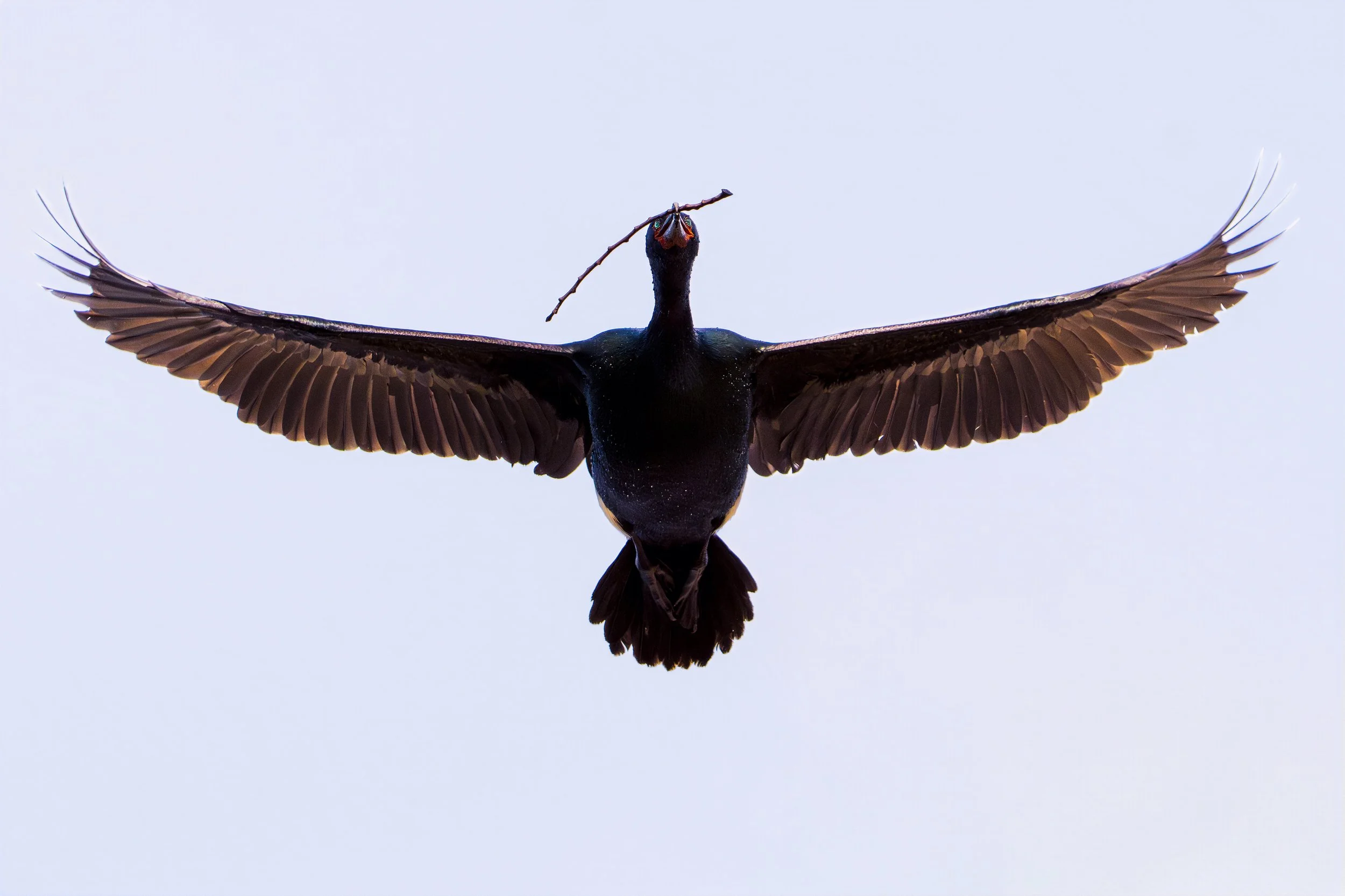 Pelagic Cormorant, British Columbia