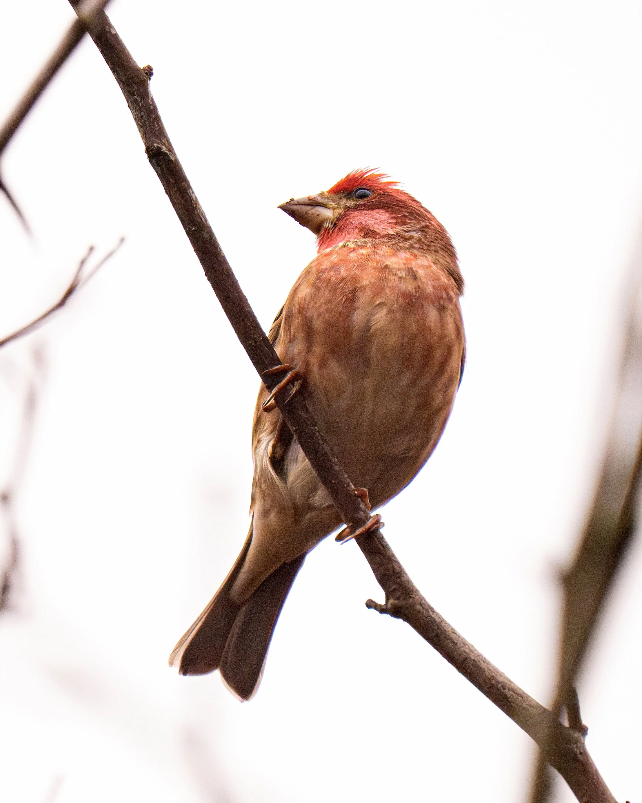 Purple Finch, British Columbia