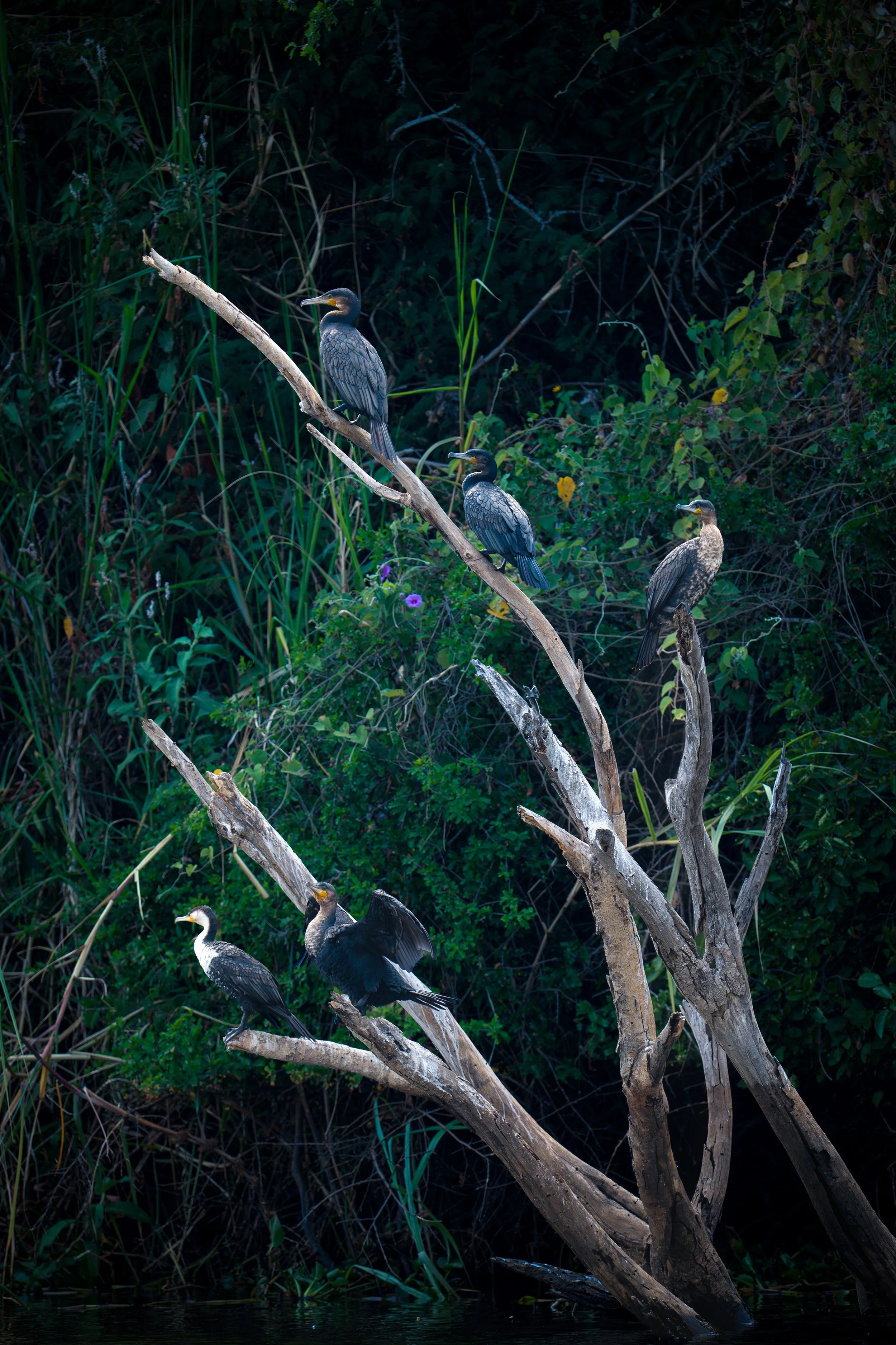 Great Cormorants, Rwanda