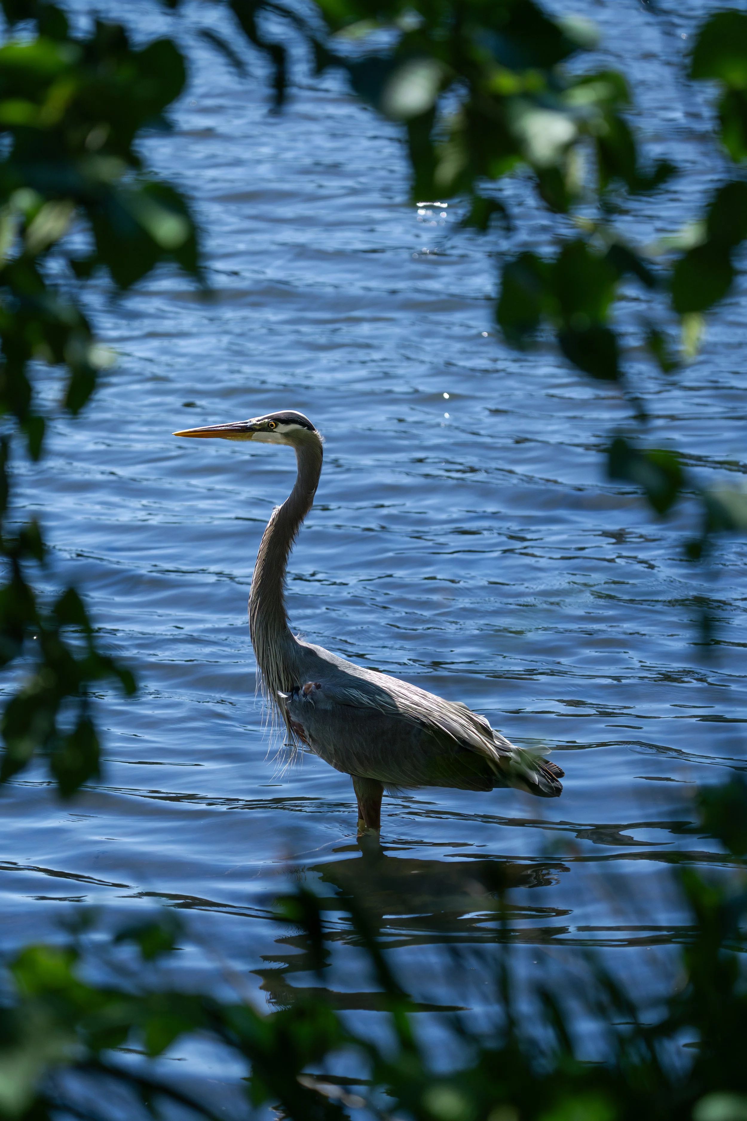 Great Blue Heron, British Columbia