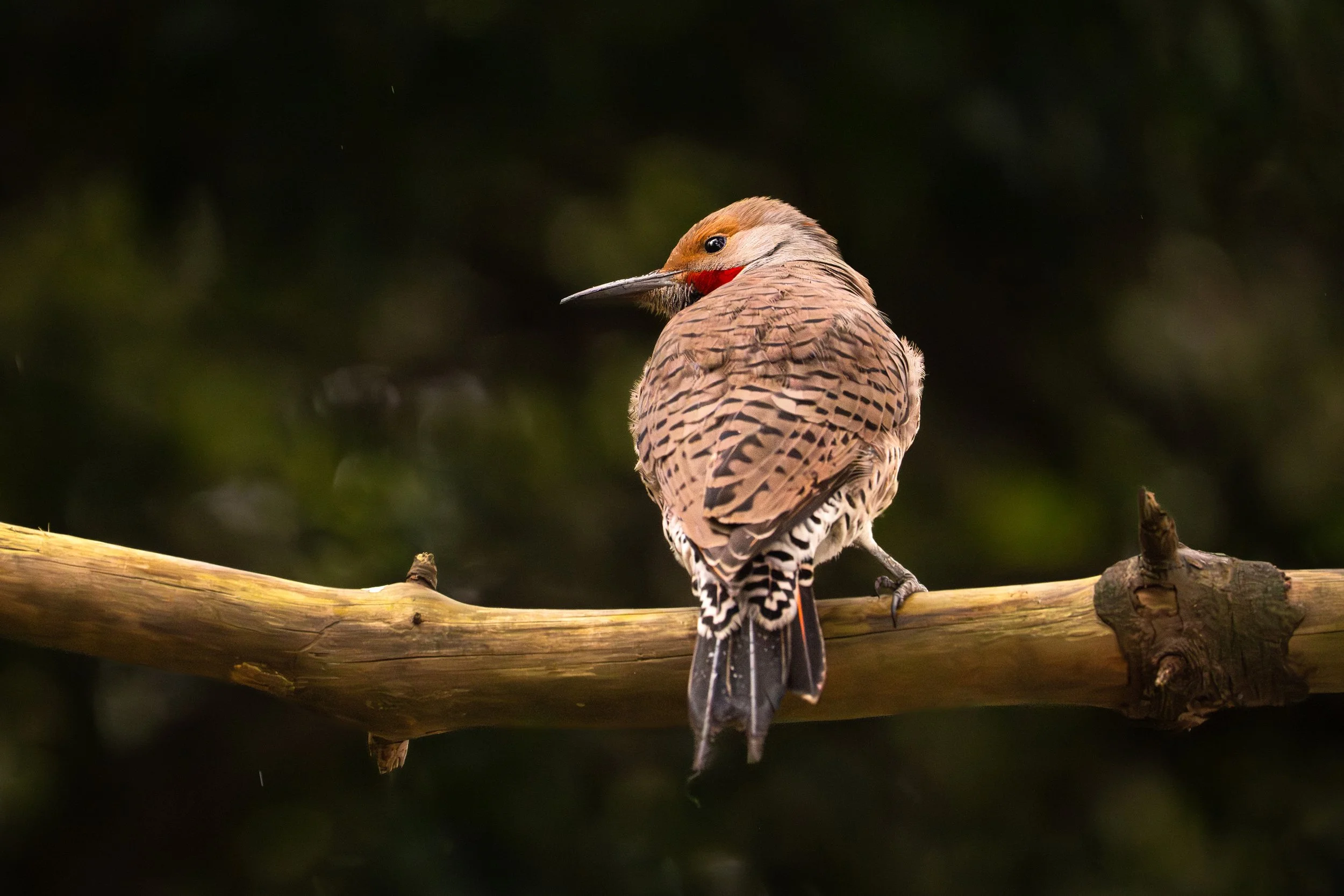 Northern Flicker, British Columbia
