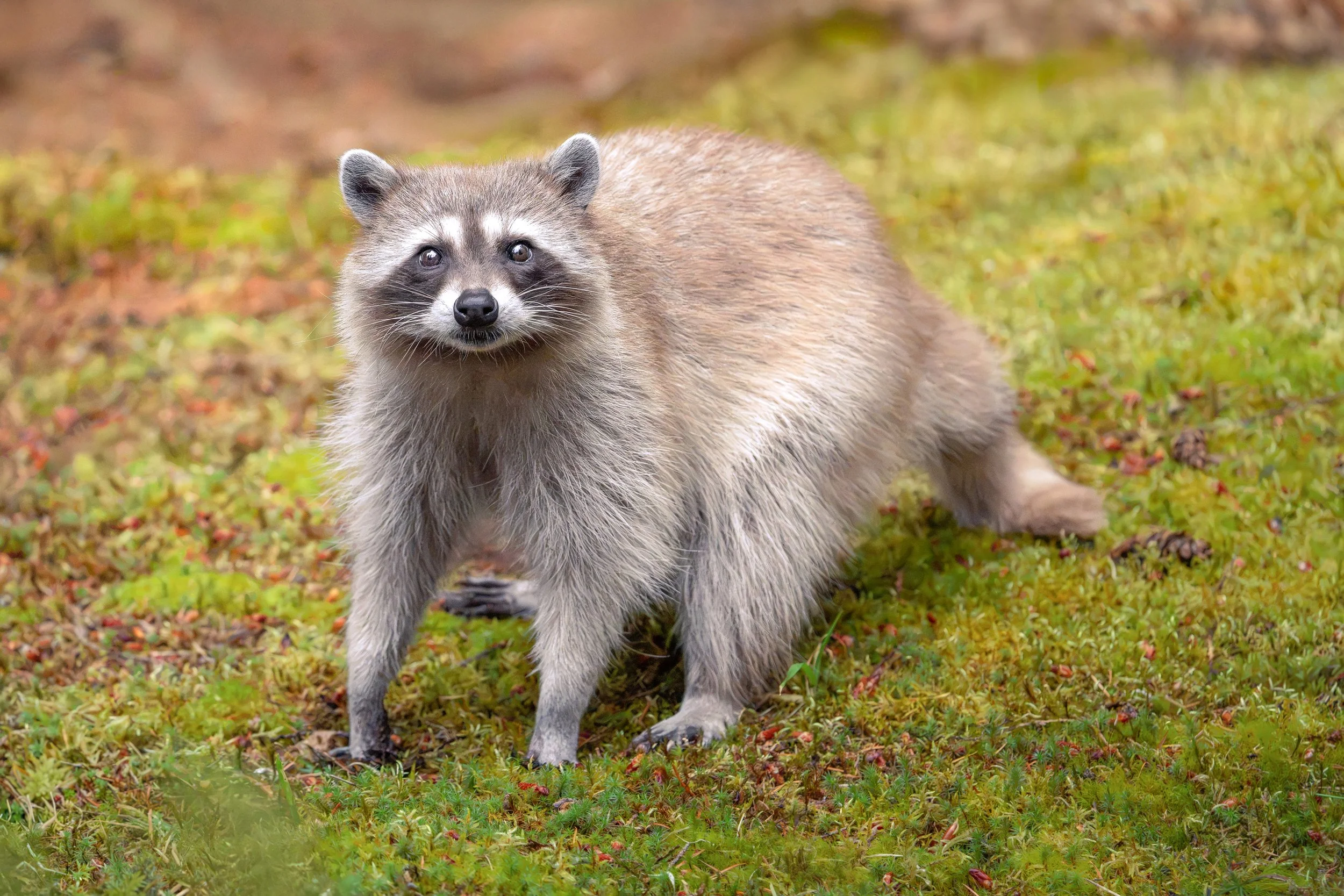 Leucistic Raccoon, British Columbia